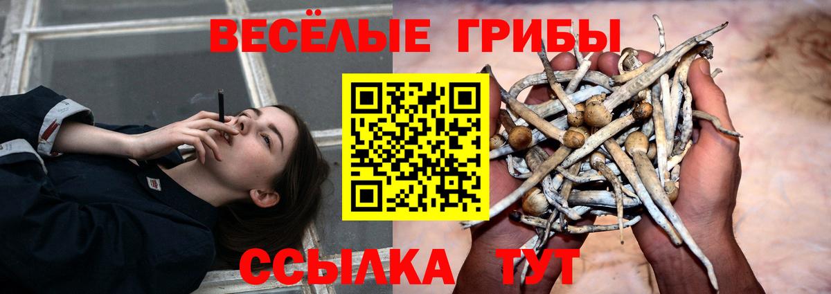 Новоалександровск  Галлюциногенные грибы прущие грибы  Вход с VPN 